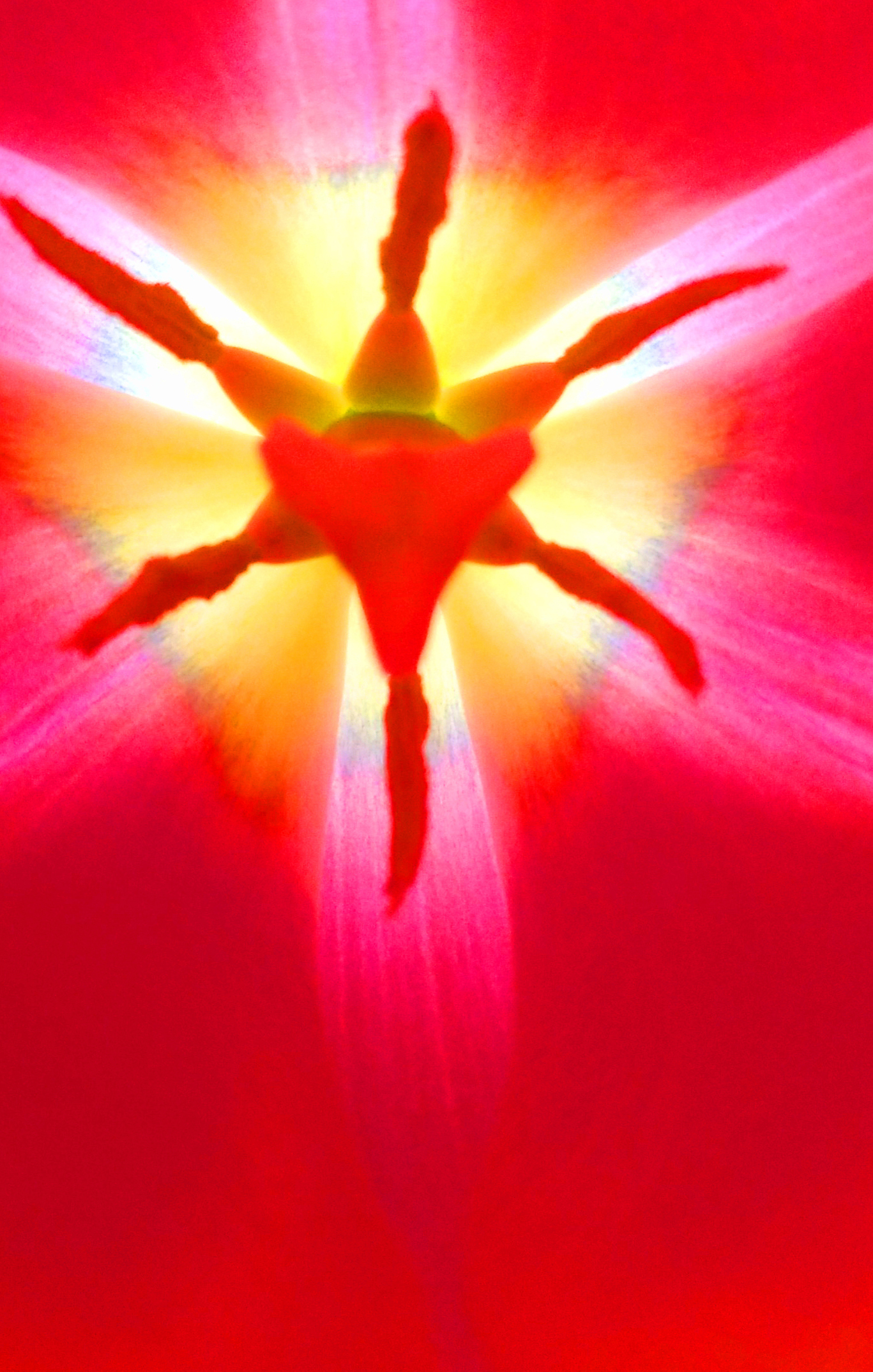 `Tulip´ - Digiprint, Diasec, 2025